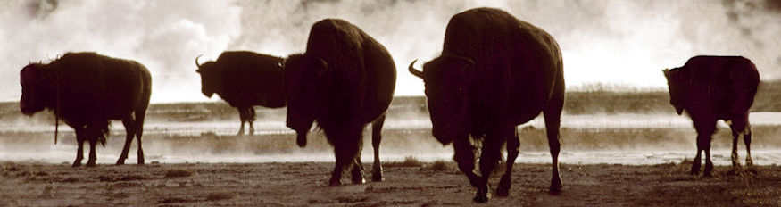 Spirit Buffaloes
